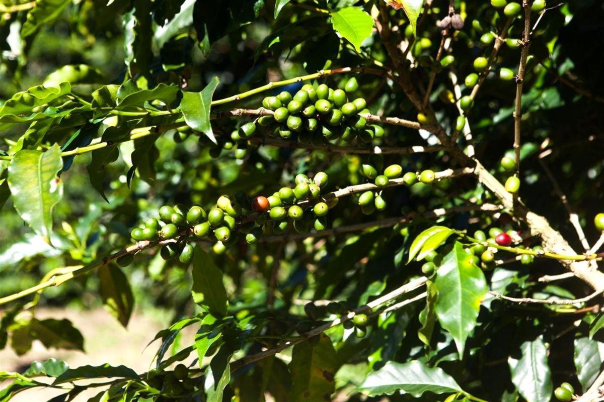 فيلا Recanto Dos Cafezais Bueno Brandão المظهر الخارجي الصورة